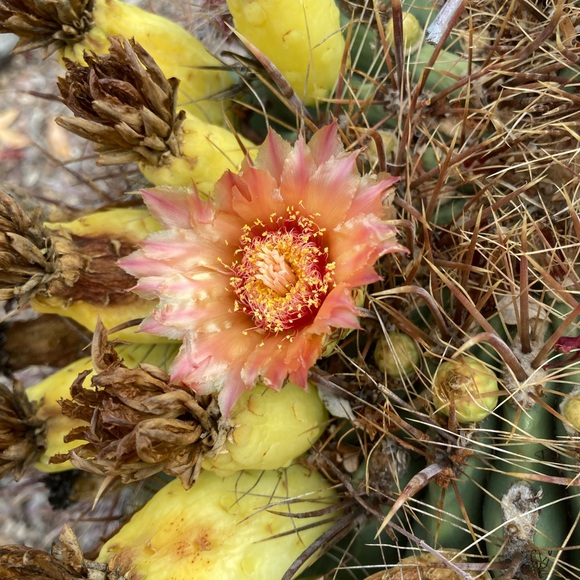 Meet your Posher, Gabi - Picture 1 of 1